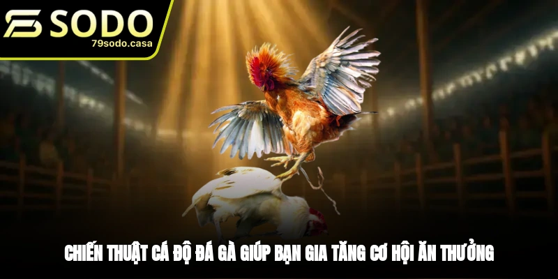 Chiến thuật cá độ đá gà cựa dao